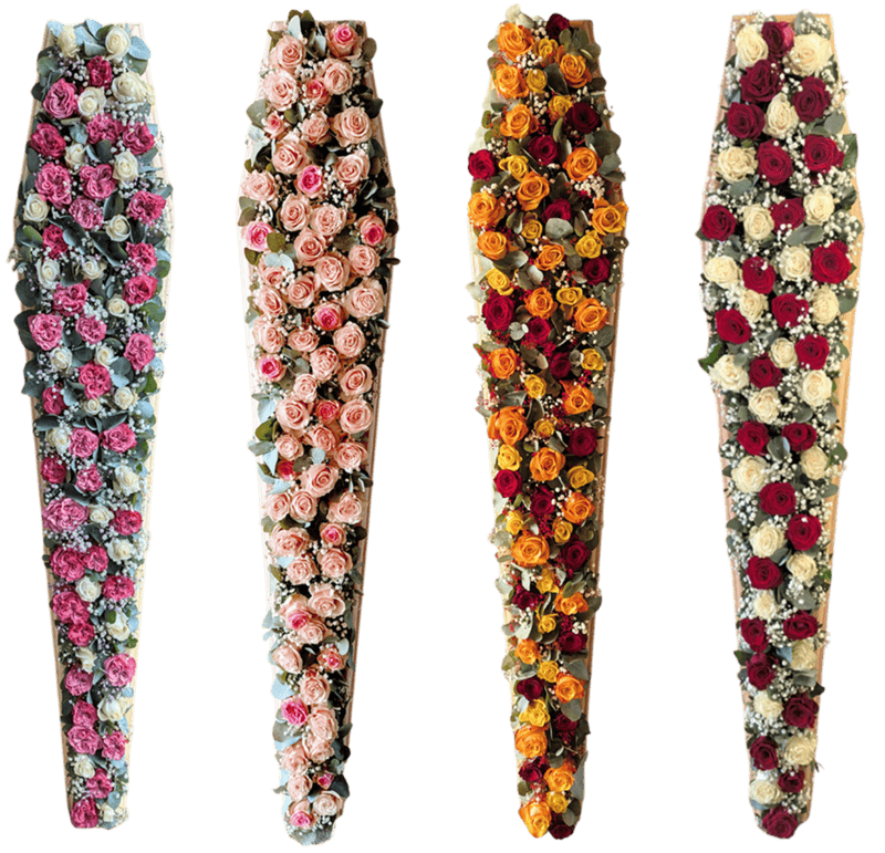 Roses fraîches